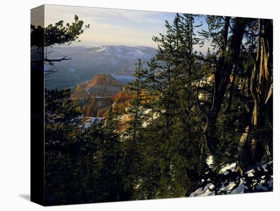 Bristlecone Pines Above Cedar Breaks at Sunset in Wintercedar Breaks National Monument, Utah, USA-Scott T. Smith-Premier Image Canvas