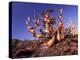 Bristlecone Pines, White Mountains, California, USA-Gavriel Jecan-Premier Image Canvas