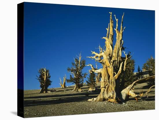 Bristlecone Pines-James Randklev-Premier Image Canvas