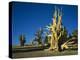 Bristlecone Pines-James Randklev-Premier Image Canvas