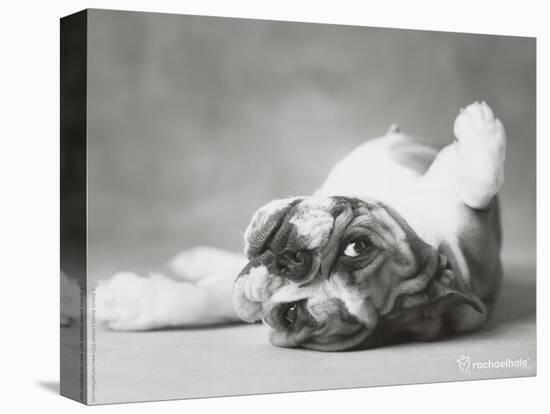 Britdog 2-Rachael Hale-Premier Image Canvas