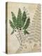 British Ferns II-John Butler-Stretched Canvas