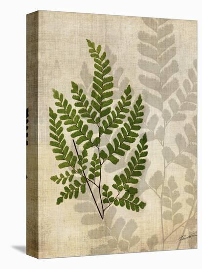 British Ferns VI-John Butler-Stretched Canvas