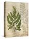 British Ferns VI-John Butler-Stretched Canvas