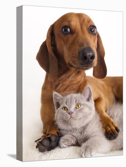 British Kitten  and Dog Dachshund-Lilun-Premier Image Canvas