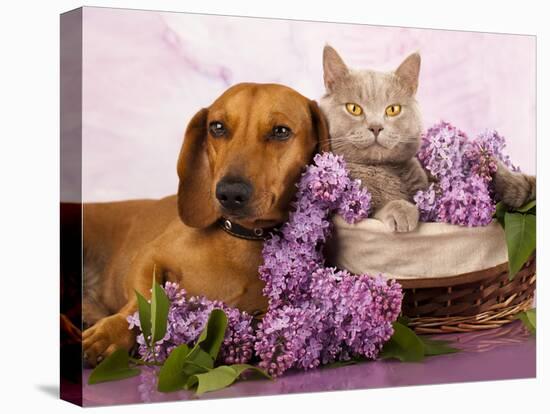 British Kitten Rare Color (Lilac) And Puppy Red Dachshund, Cat And Dog-Lilun-Premier Image Canvas