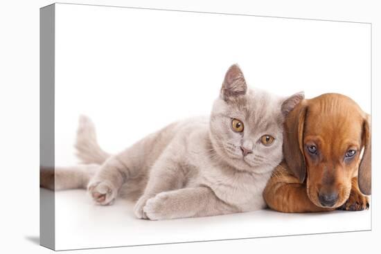 British Kitten Rare Color (Lilac) and Puppy Red Dachshund-Lilun-Premier Image Canvas