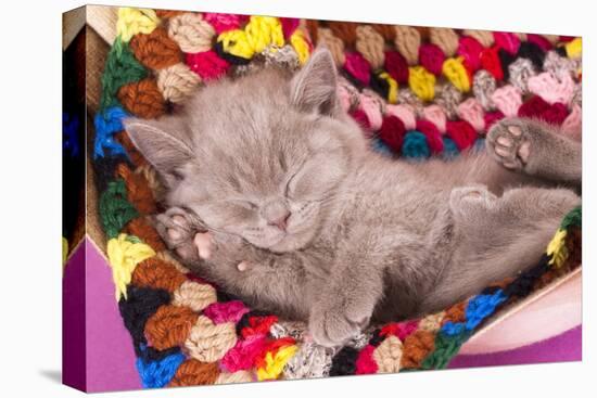 British Kitten Rare Color (Lilac) Sleeping-Lilun-Premier Image Canvas