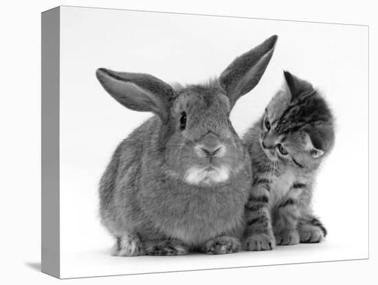 British Shorthair Brown Tabby Female Kitten Looking Inquisitivly at Young Agouti Rabbit-Jane Burton-Premier Image Canvas