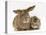 British Shorthair Brown Tabby Female Kitten with Young Agouti Rabbit-Jane Burton-Premier Image Canvas