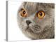 British Shorthair Cat-AberratioN-Premier Image Canvas