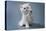 British Shorthair Kitten of Silver Color on Blue and Gray Backgrounds-OksanaSusoeva-Premier Image Canvas