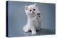 British Shorthair Kitten of Silver Color on Blue and Gray Backgrounds-OksanaSusoeva-Premier Image Canvas