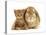 British Shorthair Red Spotted Kitten Sitting with Sandy Lop Rabbit-Jane Burton-Premier Image Canvas