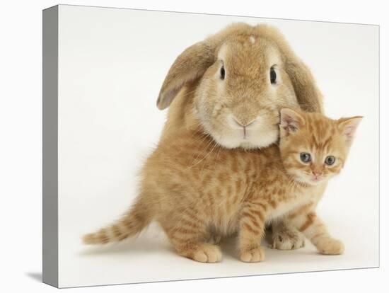 British Shorthair Red Spotted Kitten with Sandy Lop Rabbit-Jane Burton-Premier Image Canvas