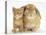 British Shorthair Red Spotted Kitten with Sandy Lop Rabbit-Jane Burton-Premier Image Canvas