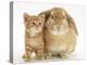 British Shorthair Red Spotted Kitten with Sandy Lop Rabbit-Jane Burton-Premier Image Canvas