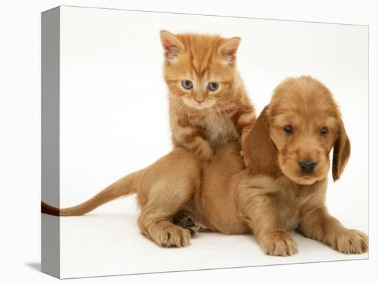 British Shorthair Red Tabby Kitten Climbing Ontop of Golden Cocker Spaniel Puppy-Jane Burton-Premier Image Canvas