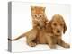 British Shorthair Red Tabby Kitten Climbing Ontop of Golden Cocker Spaniel Puppy-Jane Burton-Premier Image Canvas