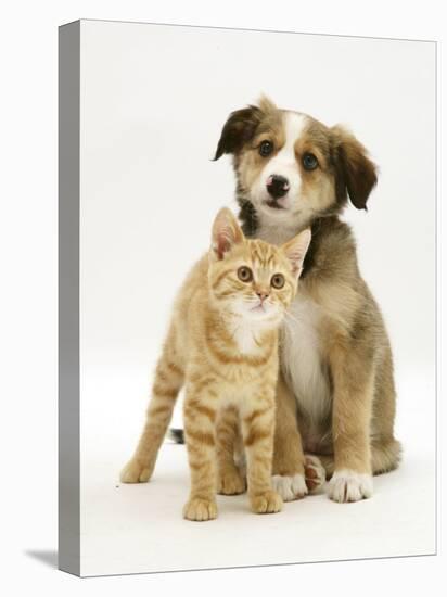 British Shorthair Red Tabby Kitten Sitting with Sable Border Collie Pup-Jane Burton-Premier Image Canvas