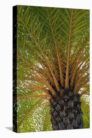 British Virgin Islands, Scrub Island. Close Up of the Underside of a Palm Tree-Kevin Oke-Premier Image Canvas