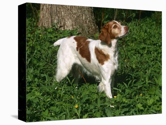 Brittany Spaniel, Domestic Gundog, USA-Lynn M^ Stone-Premier Image Canvas