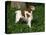 Brittany Spaniel, Domestic Gundog, USA-Lynn M^ Stone-Premier Image Canvas