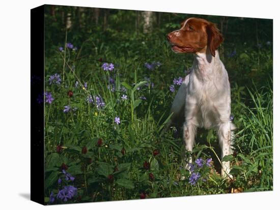 Brittany Spaniel, Domestic Gundog, USA-Lynn M. Stone-Premier Image Canvas