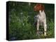 Brittany Spaniel, Domestic Gundog, USA-Lynn M. Stone-Premier Image Canvas