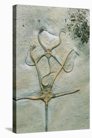 Brittle Star Fossils-Sinclair Stammers-Premier Image Canvas