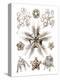 Brittle Stars-Ernst Haeckel-Stretched Canvas