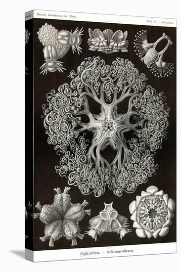 Brittle Stars-Ernst Haeckel-Stretched Canvas