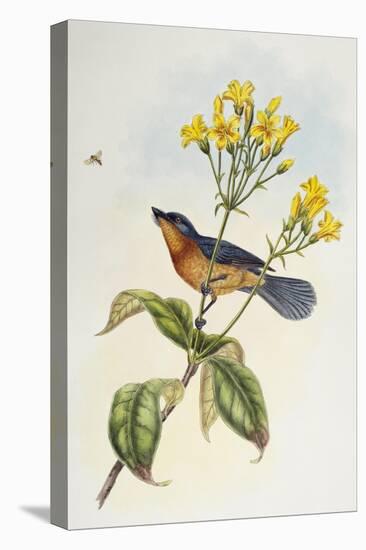 Broad-Billed Flycatcher (Myiagra Ruficollis)-John Gould-Premier Image Canvas