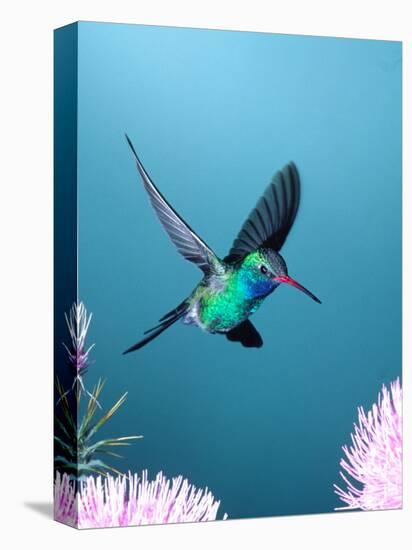 Broad-billed Hummingbird, Arizona, USA-David Northcott-Premier Image Canvas