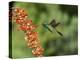 Broad-Billed Hummingbird, Cochise Co, Arizona, Usa-Rebecca Jackrel-Premier Image Canvas