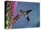 Broad Billed Hummingbird (Cynanthus Latirostris) Az, USA Madera Canyon, Arizona-Mary Mcdonald-Premier Image Canvas