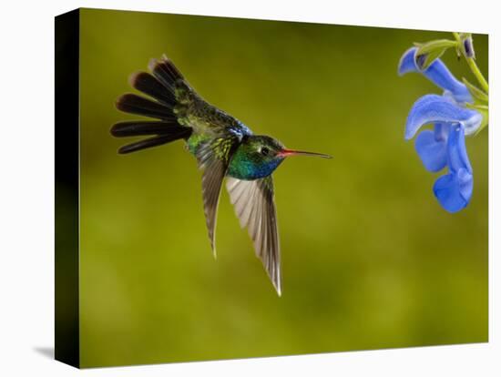 Broad-Billed Hummingbird, Male Feeding on Garden Flowers, USA-Dave Watts-Premier Image Canvas