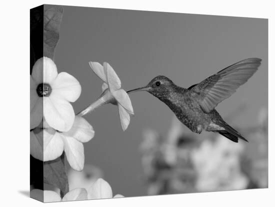 Broad Billed Hummingbird, Male Feeding on Nicotiana Flower, Arizona, USA-Rolf Nussbaumer-Premier Image Canvas