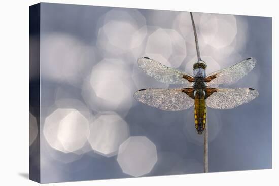 Broad bodied chaser dragonfly covered in dew backlit against water, Broxwater, Cornwall, UK-Ross Hoddinott-Premier Image Canvas