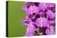 Broad-leaved / Irish marsh orchid flowers, Austrian Alps-Alex Hyde-Premier Image Canvas