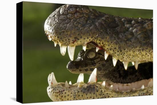 Broad Snouted Caiman (Caiman Latirostris) Baby In Mothers Mouth Being Carried From Nest-Mark Macewen-Premier Image Canvas