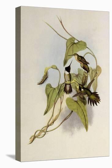 Broad-Tailed Flame-Bearer, Selasphorus Platycercus-John Gould-Premier Image Canvas