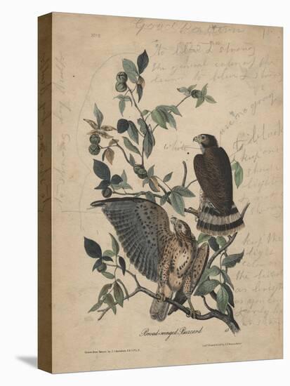 Broad-Winged Buzzard, 1840-John James Audubon-Premier Image Canvas