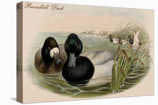 Broadbill Duck-John Gould-Stretched Canvas
