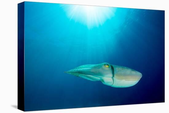 Broadclub cuttlefish, Komodo National Park, Indonesia-Inaki Relanzon-Premier Image Canvas