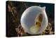 Broadclub cuttlefish (Sepia latimanus) in translucent egg casing on the reef, Philippines, Asia-David Fleetham-Premier Image Canvas