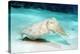 Broadclub Cuttlefish-Georgette Douwma-Premier Image Canvas