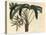 Broadleaf Lady Palm, Rhapis Excelsa (Male Dwarf Ground Ratan, Rhapis Flabelliformis Mas-Sydenham Teast Edwards-Premier Image Canvas