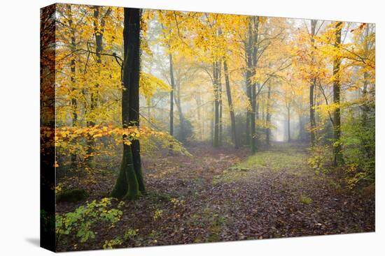 Broceliande Forest Fall-Philippe Manguin-Premier Image Canvas