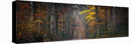 Broceliande Panoramic-Philippe Manguin-Premier Image Canvas